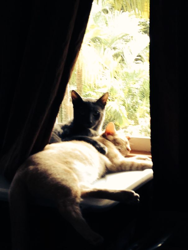 Two cats cuddling on a windowsill surrounded by soft light, ready for Valentine's Day.