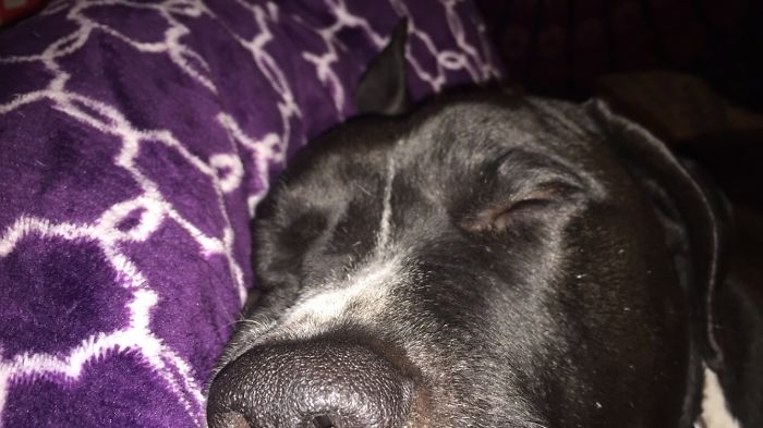 Louis Loves His Pillow