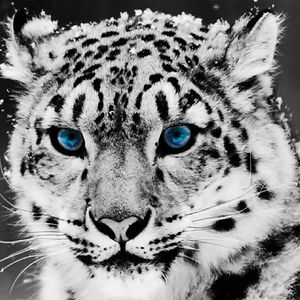 creativefarouk1 avatar