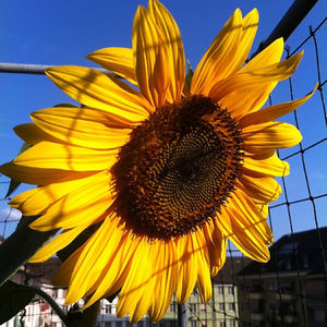 susann_bordihn avatar