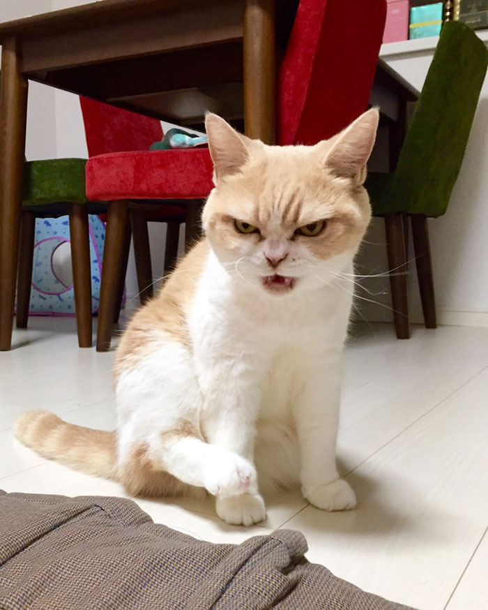 japanese-grumpy-cat-angry-koyuki-moflicious-16 japanese-grumpy-cat-angry-koyuki-moflicious-16