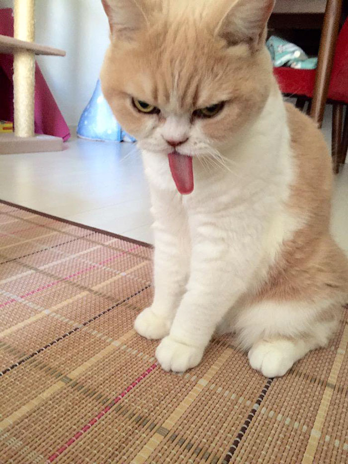 japanese-grumpy-cat-angry-koyuki-moflicious-21 japanese-grumpy-cat-angry-koyuki-moflicious-21