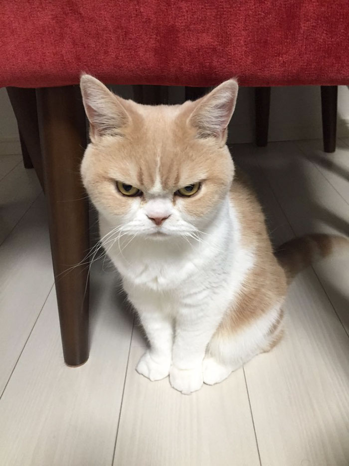 japanese-grumpy-cat-angry-koyuki-moflicious-22 japanese-grumpy-cat-angry-koyuki-moflicious-22