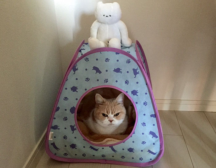 japanese-grumpy-cat-angry-koyuki-moflicious-29