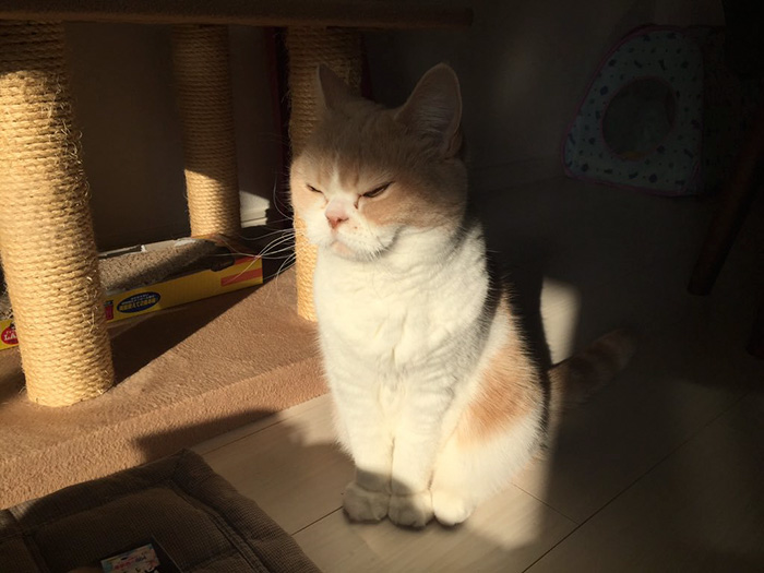 japanese-grumpy-cat-angry-koyuki-moflicious-34 japanese-grumpy-cat-angry-koyuki-moflicious-34