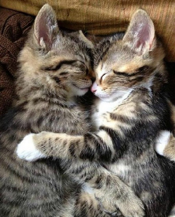 Two cats snuggling lovingly, preparing for Valentine's Day.