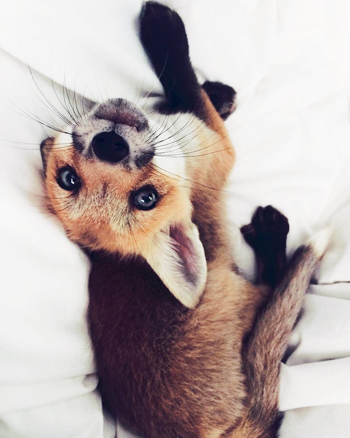 juniper-fox-happiest-instagram-20 juniper-fox-happiest-instagram-20