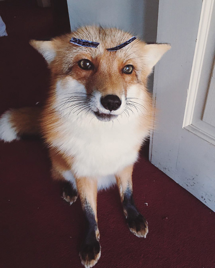 juniper-fox-happiest-instagram-25 juniper-fox-happiest-instagram-25