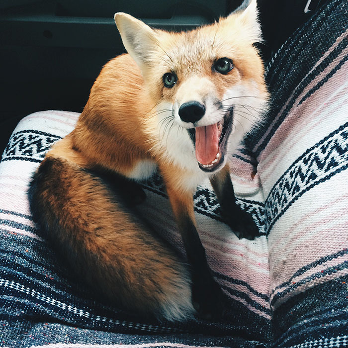 juniper-fox-happiest-instagram-36 juniper-fox-happiest-instagram-36