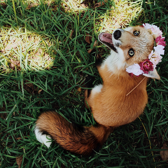 juniper-fox-happiest-instagram-37 juniper-fox-happiest-instagram-37
