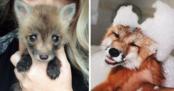 Meet Juniper, The Pet Fox Who’s Basically An Orange Dog