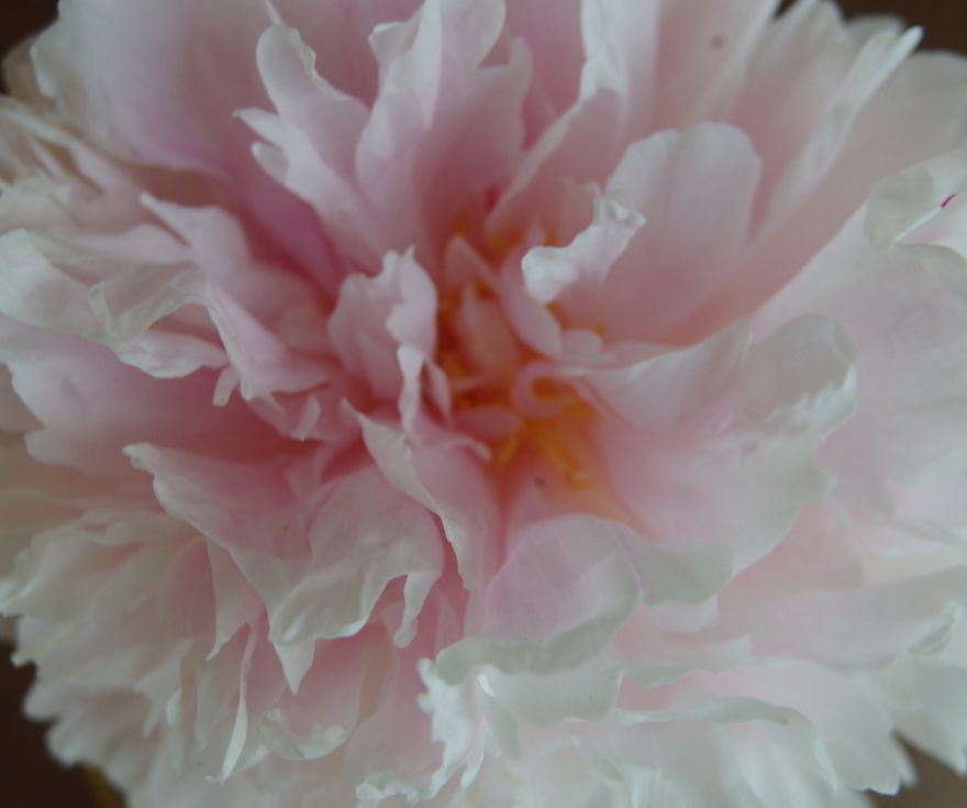 Pink Peony Layer By Layer: I Captured My Painting Process. Pink Peony Layer By Layer: I Captured My Painting Process.