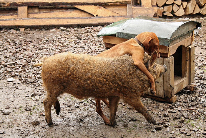 Mangalitsa Pig Playing With Koppány The Vizsla