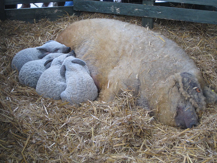 Mangalitsa Piglets Are Precious