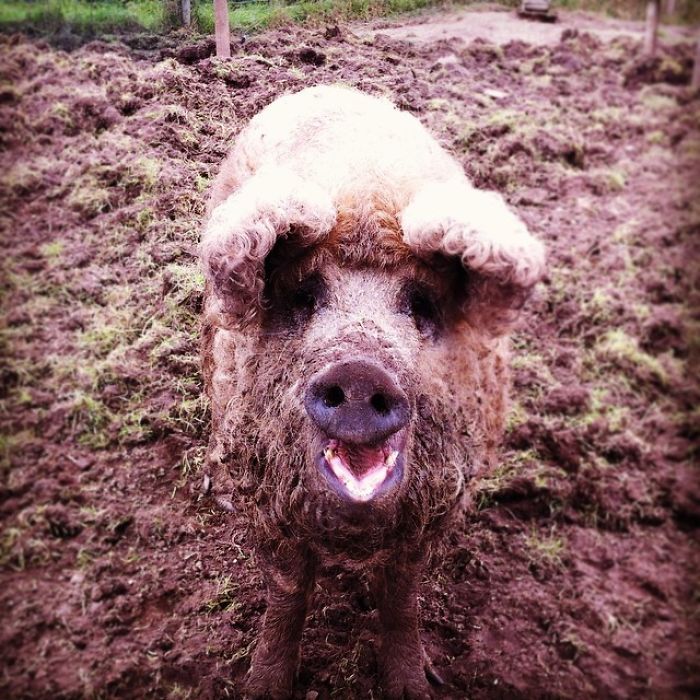Mangalitsa Pig
