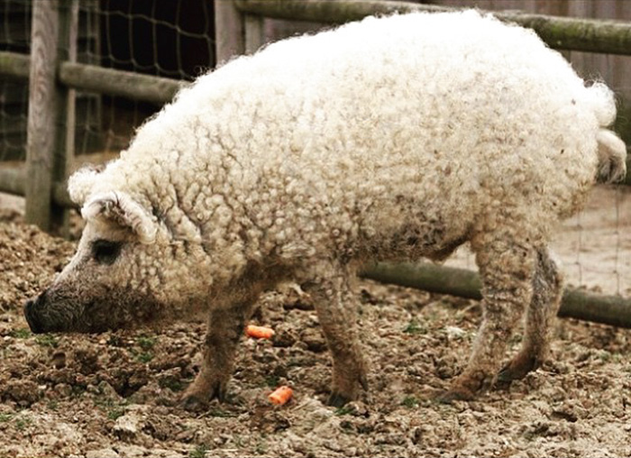 Mangalitsa Pig