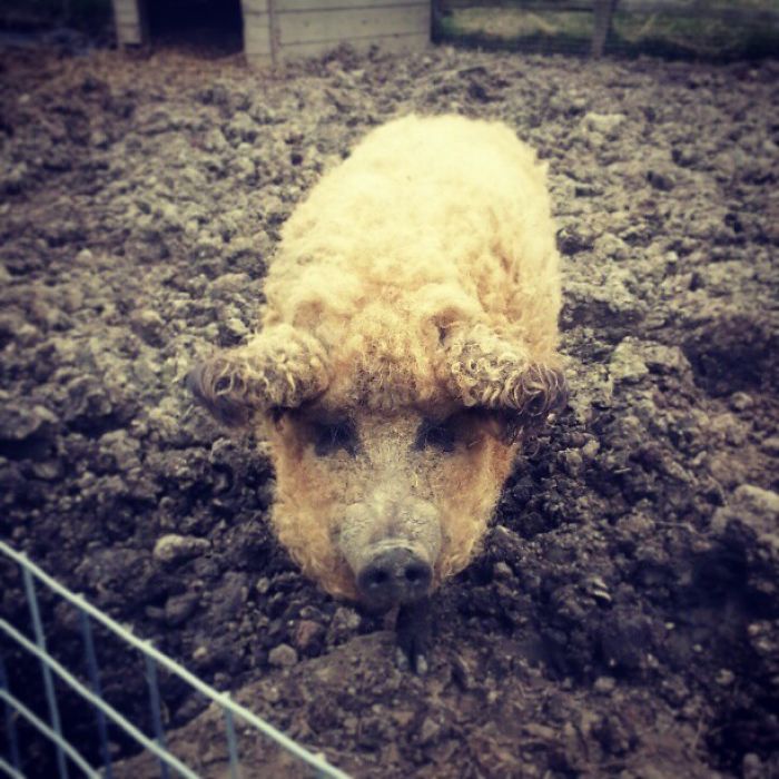 Mangalitsa Pig