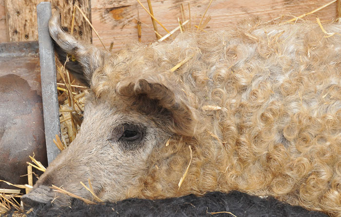 Mangalitsa Pig