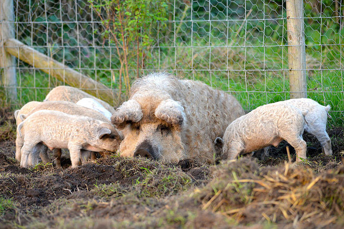 Blonde Mangalitsa Pigs