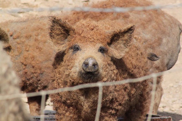 Mangalitsa Pig