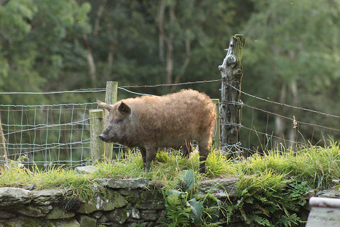 Mangalitsa Pig