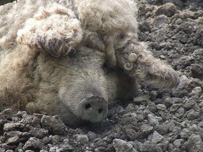 Blonde Mangalitsa