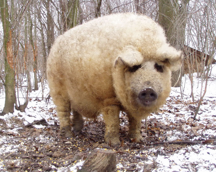 Meet Furry Pigs That Look Like Sheep And Act Like Dogs