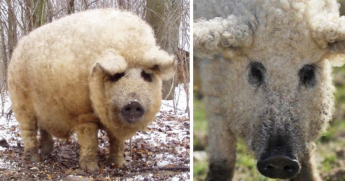 Meet Furry Pigs That Look Like Sheep And Act Like Dogs