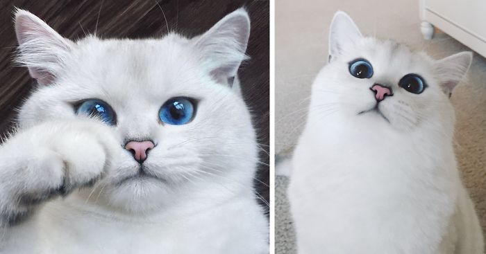 This Cat Has The Most Beautiful Eyes Ever