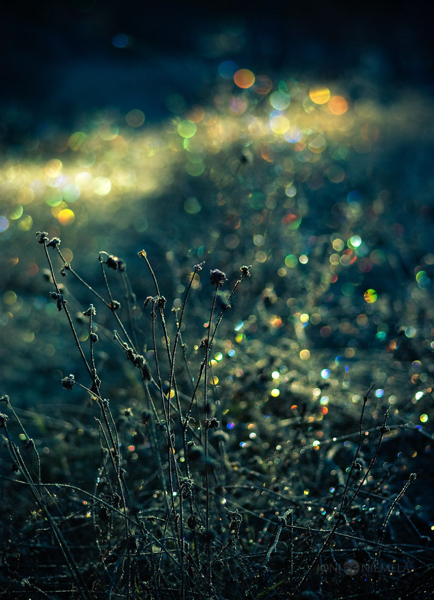 I Photograph Nature With Circular Bokeh Backgrounds