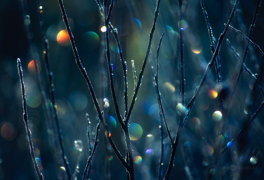 I Photograph Nature With Circular Bokeh Backgrounds