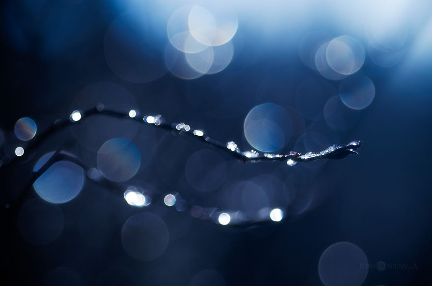 I Photograph Nature With Circular Bokeh Backgrounds I Photograph Nature With Circular Bokeh Backgrounds