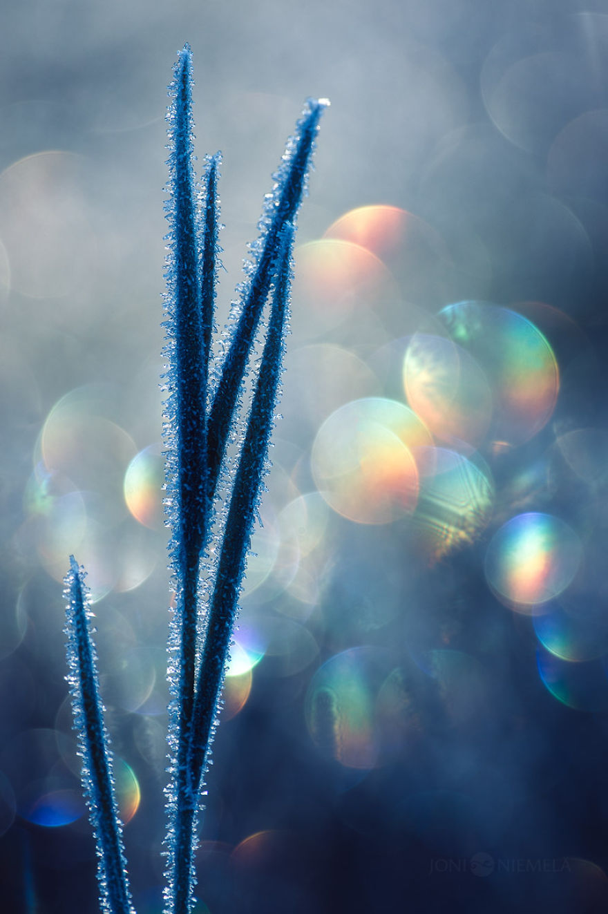 I Photograph Nature With Circular Bokeh Backgrounds