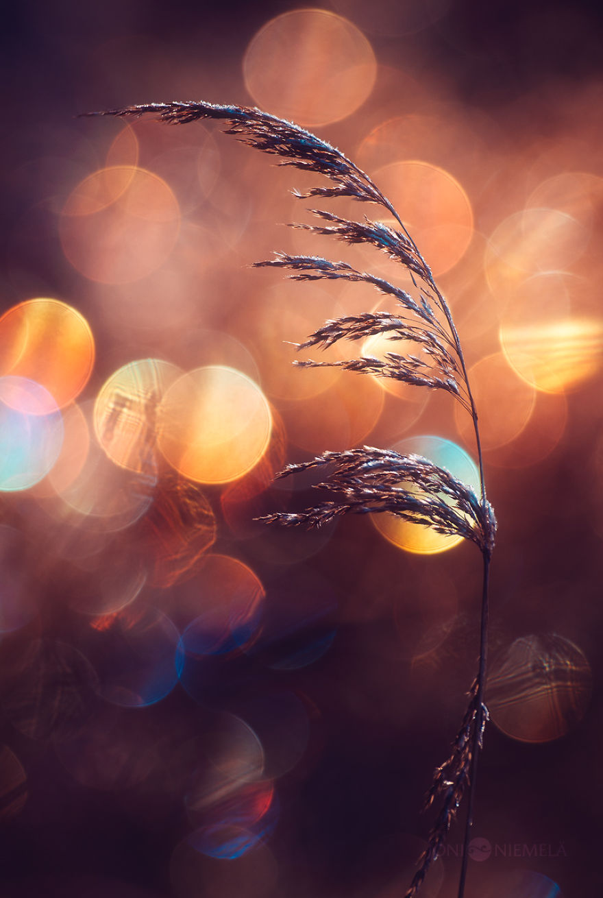 I Photograph Nature With Circular Bokeh Backgrounds I Photograph Nature With Circular Bokeh Backgrounds