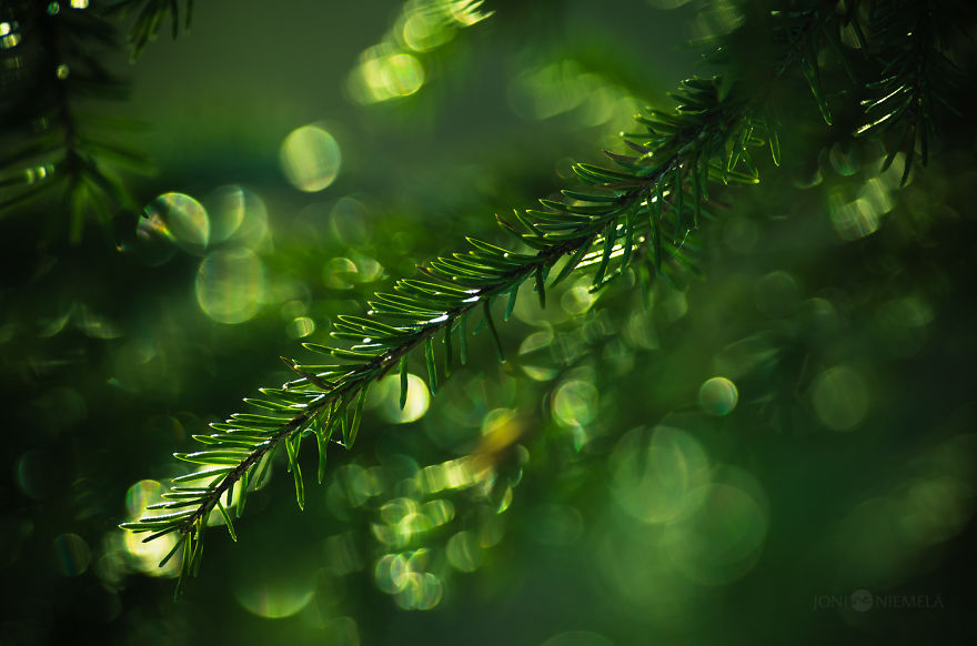 I Photograph Nature With Circular Bokeh Backgrounds I Photograph Nature With Circular Bokeh Backgrounds