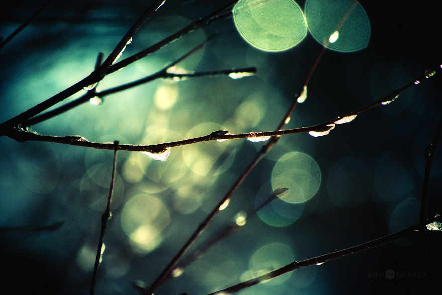 I Photograph Nature With Circular Bokeh Backgrounds