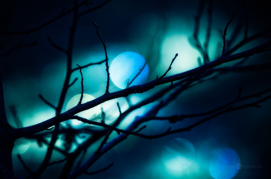 I Photograph Nature With Circular Bokeh Backgrounds