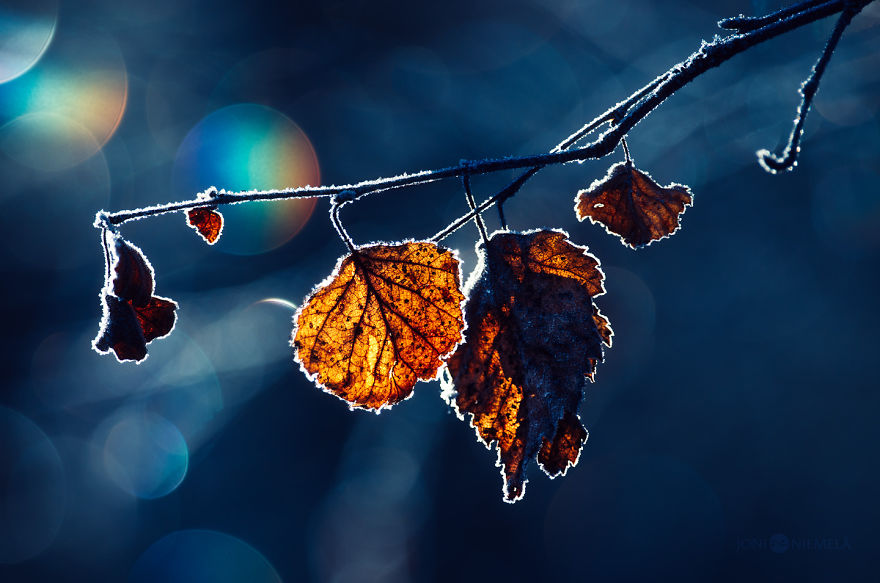 I Photograph Nature With Circular Bokeh Backgrounds I Photograph Nature With Circular Bokeh Backgrounds
