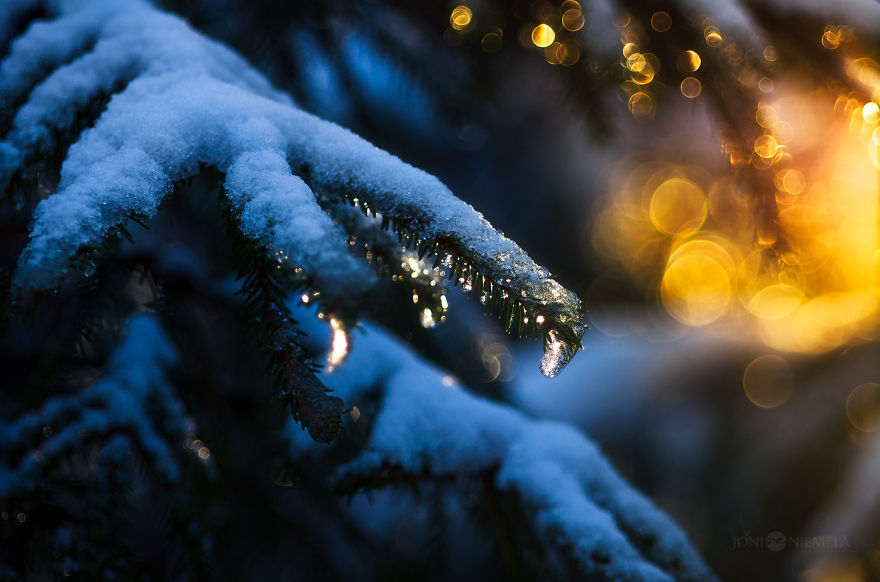 I Photograph Nature With Circular Bokeh Backgrounds I Photograph Nature With Circular Bokeh Backgrounds