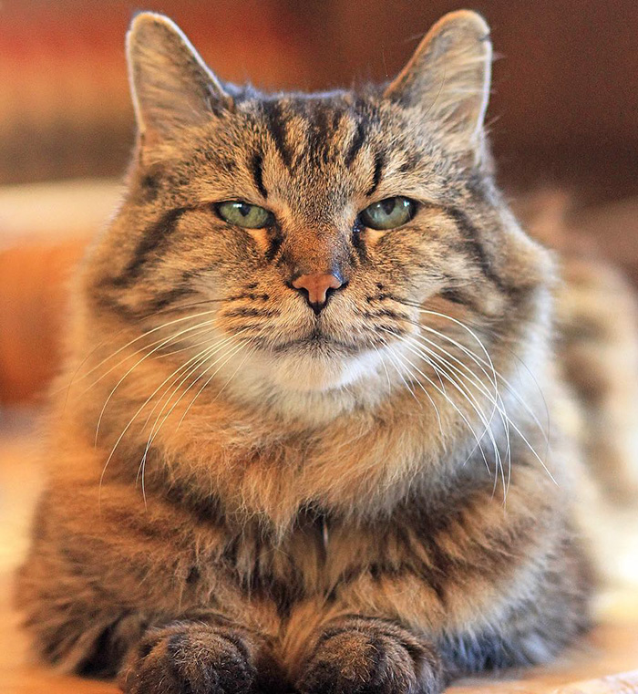oldest-cat-living-guinness-world-records-corduroy-26 oldest-cat-living-guinness-world-records-corduroy-26