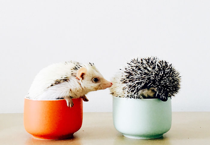 The Ordinary Lives Of Our Ordinary Hedgehogs