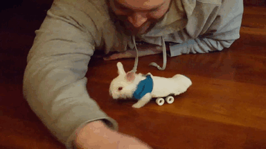 paralyzed-bunny-wheelchair-skateboard-wheelz-14 paralyzed-bunny-wheelchair-skateboard-wheelz-14