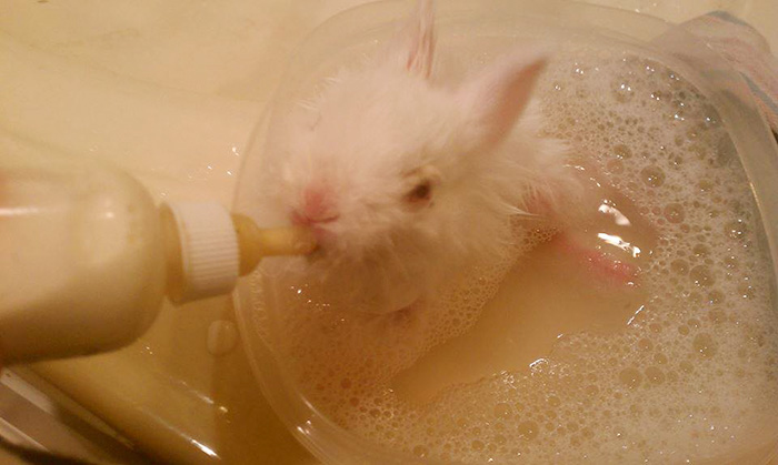 paralyzed-bunny-wheelchair-skateboard-wheelz-7