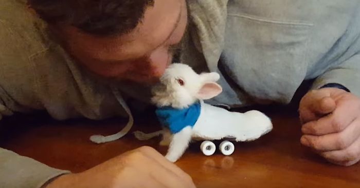 Paralyzed Bunny Gets A Tiny Skateboard Wheelchair To Move Around