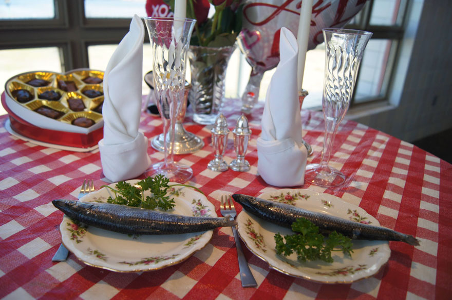 penguin-valentine-day-22nd-love-animal-couple-romantic-dinner-3