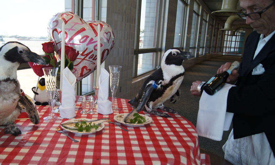penguin-valentine-day-22nd-love-animal-couple-romantic-dinner-4 penguin-valentine-day-22nd-love-animal-couple-romantic-dinner-4