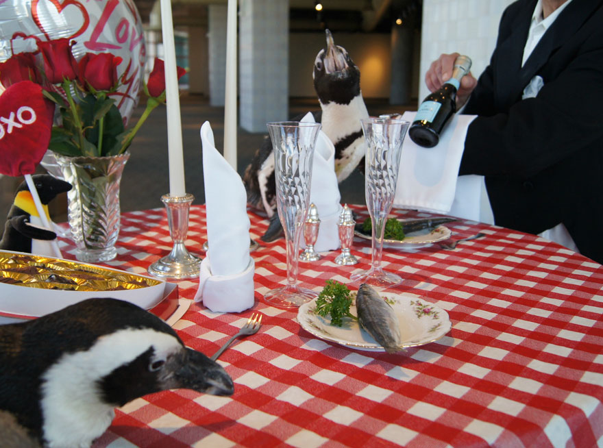 penguin-valentine-day-22nd-love-animal-couple-romantic-dinner-6