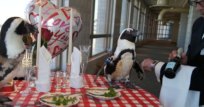 This Penguin Couple Just Celebrated Their 22nd Valentine’s Day