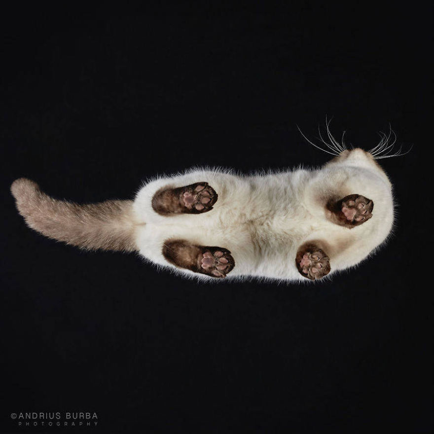 Pictures Of Cats From Underneath