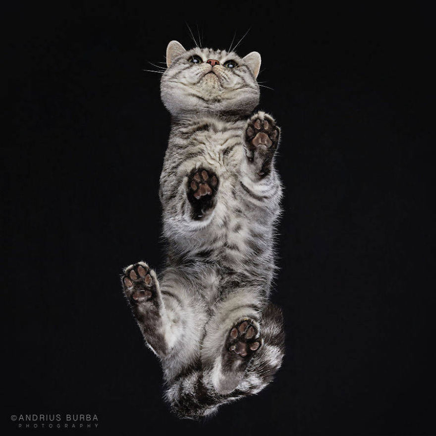 Pictures Of Cats From Underneath